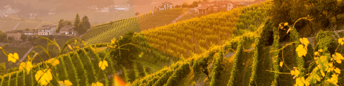 Piemonte Wines Barolo Barbaresco - Cru
