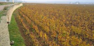 Montrachet