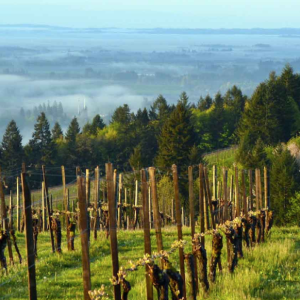 Oregon: The Eyrie Vineyards