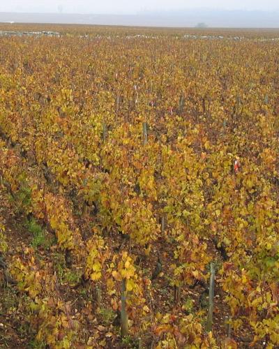 Montrachet Montrachet