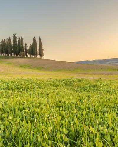 Brunello