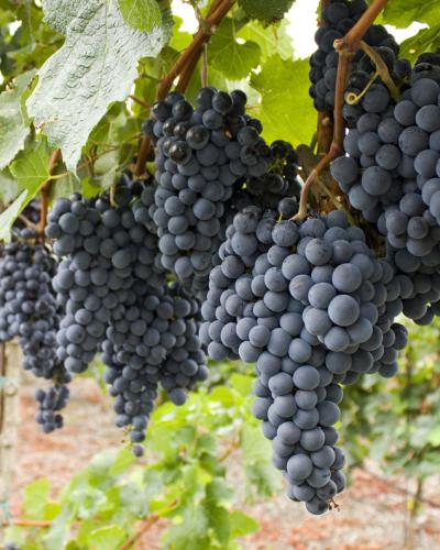 Opus Cabernet