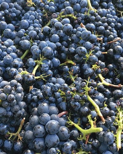 Pinot Pinot